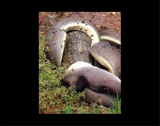 Foto - Dev timsahı 15 dakikada yuttu