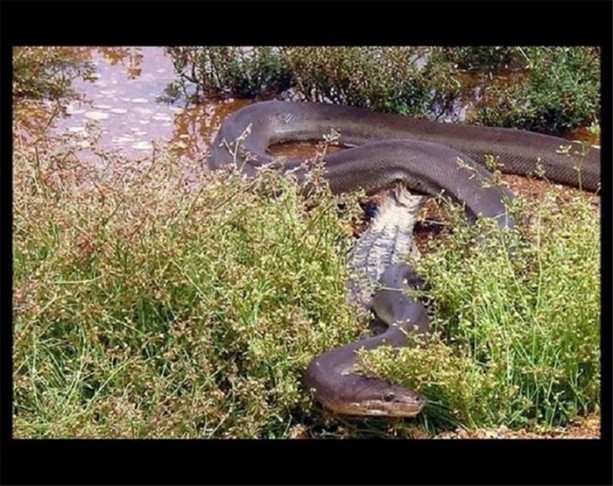 Dev timsahı 15 dakikada yuttu