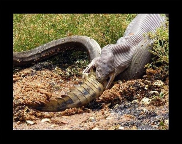 Foto - Dev timsahı 15 dakikada yuttu