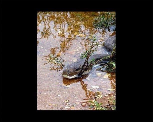 Foto - Dev timsahı 15 dakikada yuttu