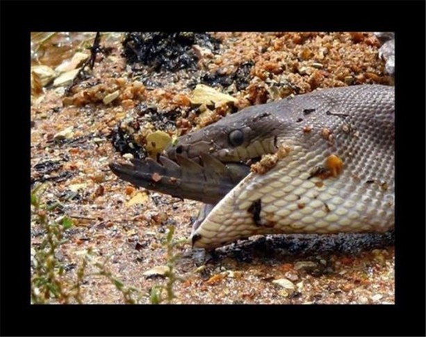 Foto - Dev timsahı 15 dakikada yuttu