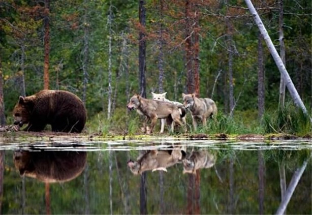 Foto - Dev timsahı 15 dakikada yuttu