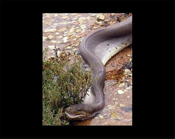 Foto - Dev timsahı 15 dakikada yuttu