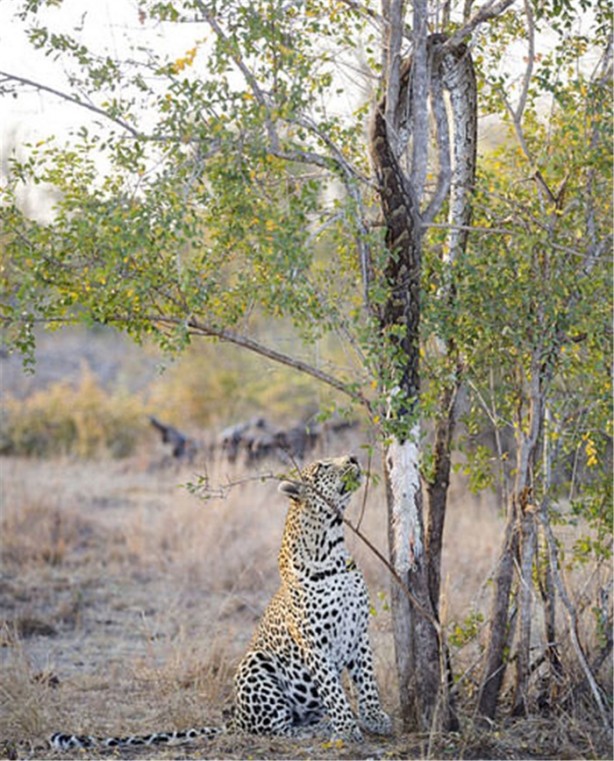 Foto - Dev timsahı 15 dakikada yuttu