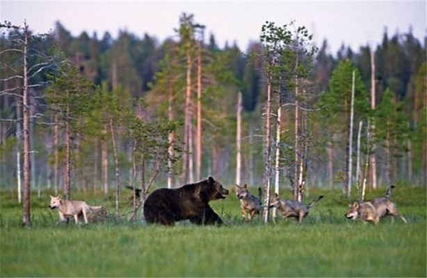 Foto - Dev timsahı 15 dakikada yuttu
