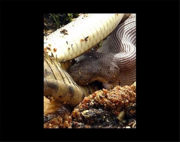 Foto - Dev timsahı 15 dakikada yuttu