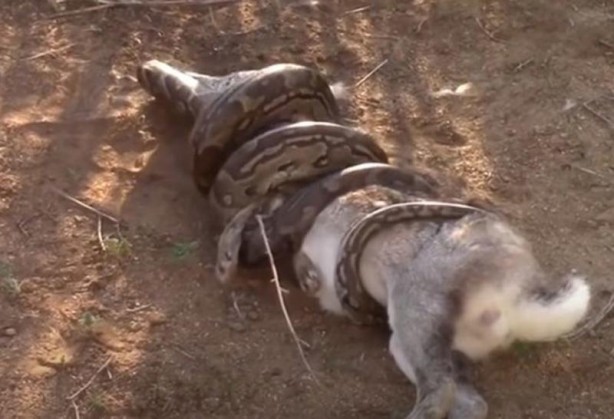 Foto - Dev yılan avını yuttu, kabusu yaşadı! 