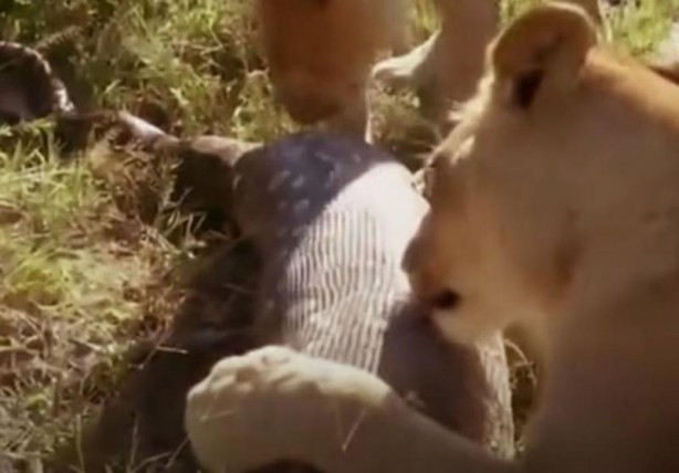 Foto - Dev yılan avını yuttu, kabusu yaşadı! 