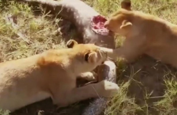 Foto - Dev yılan avını yuttu, kabusu yaşadı! 