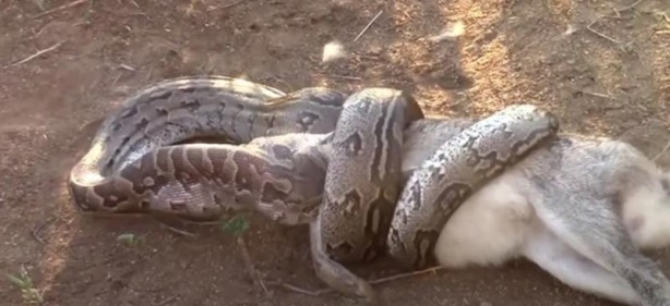 Dev yılan avını yuttu, kabusu yaşadı! 