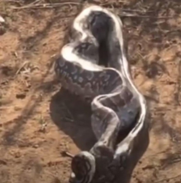 Foto - Dev yılan avını yuttu, kabusu yaşadı! 