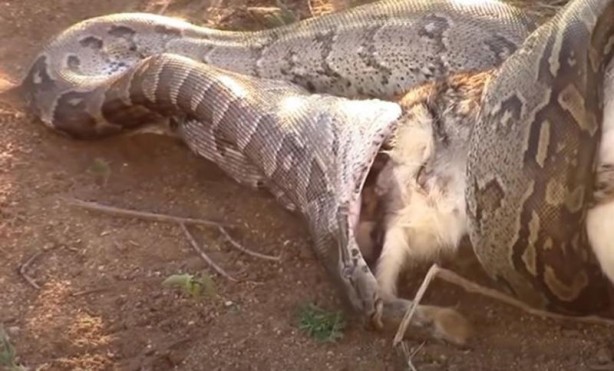 Foto - Dev yılan avını yuttu, kabusu yaşadı! 