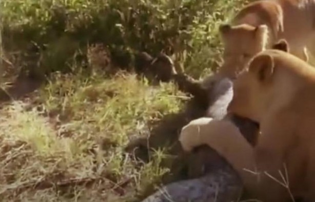 Foto - Dev yılan avını yuttu, kabusu yaşadı! 