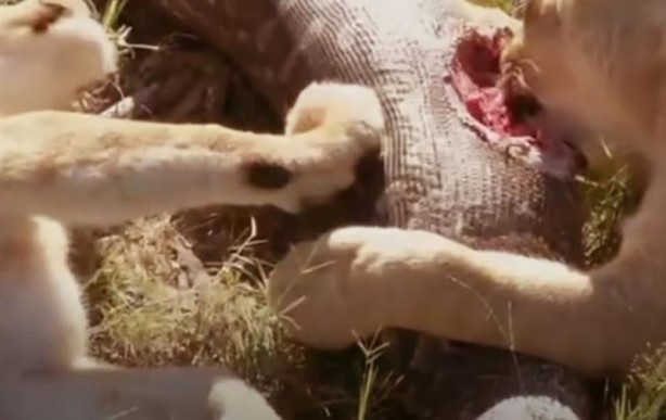 Foto - Dev yılan avını yuttu, kabusu yaşadı! 