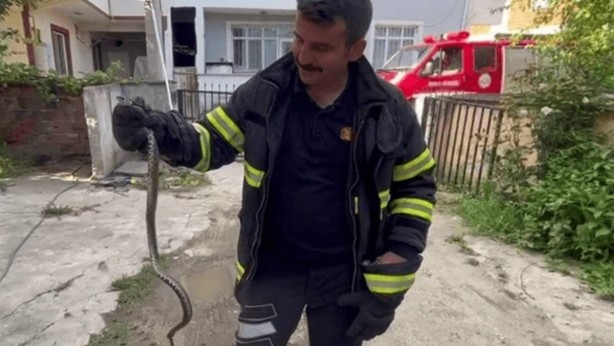 Foto - Dev yılan o ilimizde evlere girmeye başladı! Tek ısırığı öldürmeye yetiyor