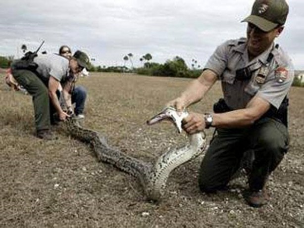 Foto - Dev yılanı görenler gözlerine inanamadı