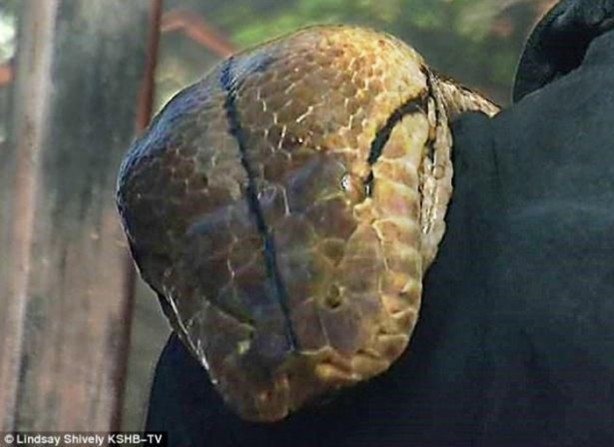 Foto - Dev yılanı görenler gözlerine inanamadı