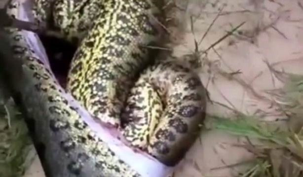 Foto - Dev yılanı görenler gözlerine inanamadı