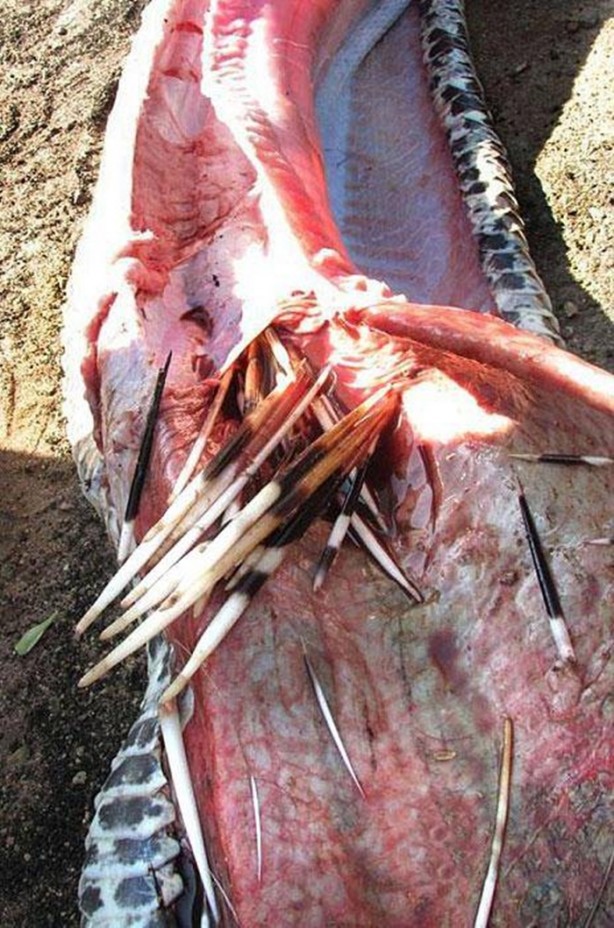 Foto - Dev yılanı görenler gözlerine inanamadı