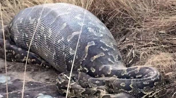 Dev yılanı görenler gözlerine inanamadı