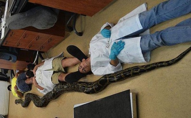 Foto - Dev yılanı görenler gözlerine inanamadı