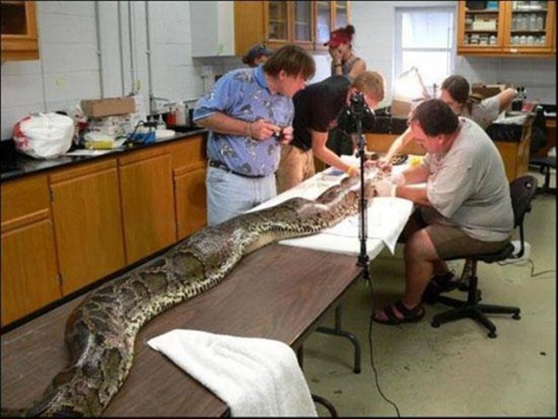 Foto - Dev yılanı görenler gözlerine inanamadı