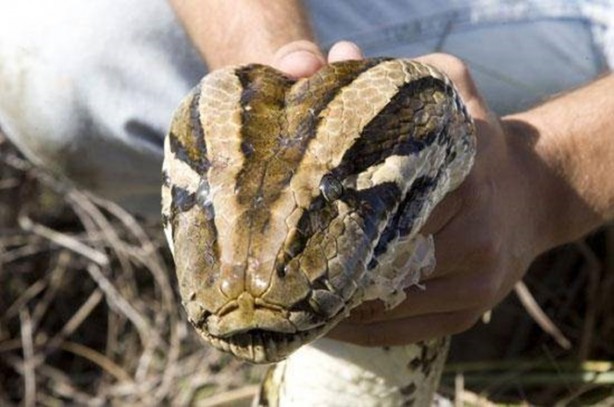 Foto - Dev yılanı görenler gözlerine inanamadı
