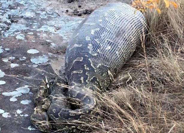 Foto - Dev yılanı görenler gözlerine inanamadı