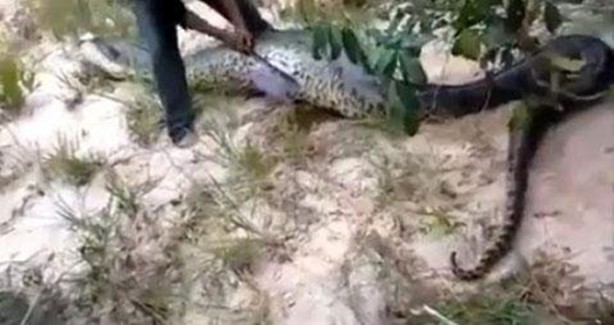 Foto - Dev yılanı görenler gözlerine inanamadı