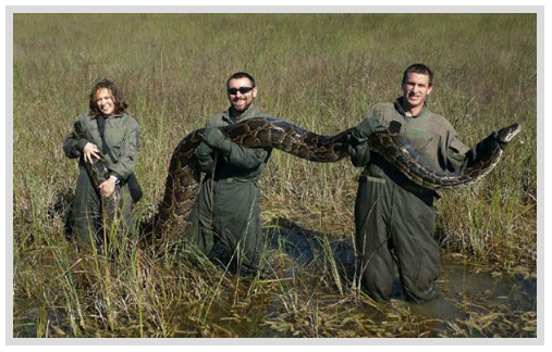 Foto - Dev Yılanı Görenler Gözlerine İnanamadı! Karnından çıkan şeye dikkat edin