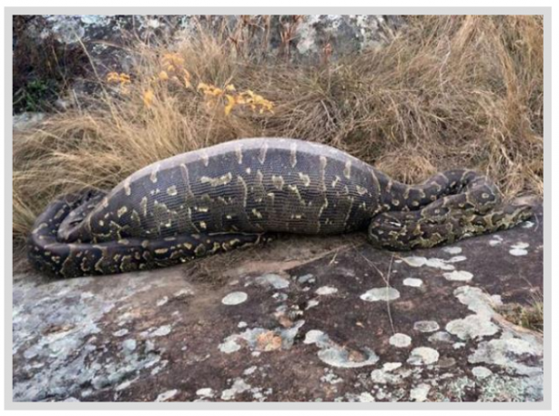 Foto - Dev Yılanı Görenler Gözlerine İnanamadı! Karnından çıkan şeye dikkat edin