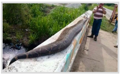 Foto - Dev Yılanı Görenler Gözlerine İnanamadı! Karnından çıkan şeye dikkat edin