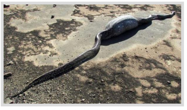 Foto - Dev Yılanı Görenler Gözlerine İnanamadı! Karnından çıkan şeye dikkat edin