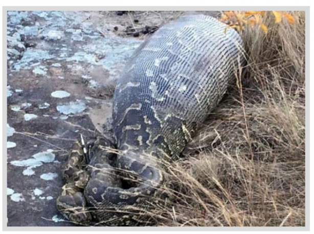 Foto - Dev Yılanı Görenler Gözlerine İnanamadı! Karnından çıkan şeye dikkat edin