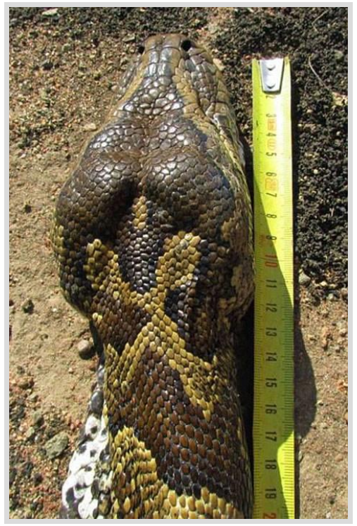 Foto - Dev Yılanı Görenler Gözlerine İnanamadı! Karnından çıkan şeye dikkat edin