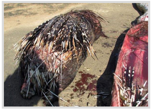 Foto - Dev Yılanı Görenler Gözlerine İnanamadı! Karnından çıkan şeye dikkat edin