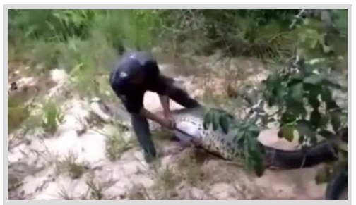 Foto - Dev Yılanı Görenler Gözlerine İnanamadı! Karnından çıkan şeye dikkat edin