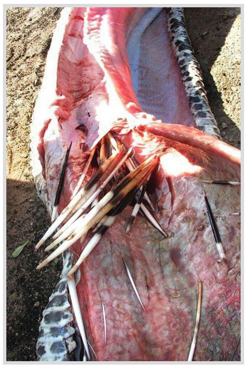 Foto - Dev Yılanı Görenler Gözlerine İnanamadı! Karnından çıkan şeye dikkat edin