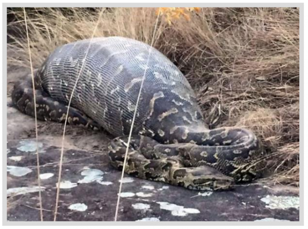 Dev Yılanı Görenler Gözlerine İnanamadı! Karnından çıkan şeye dikkat edin