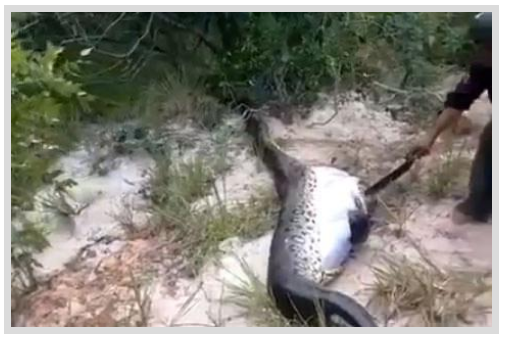 Foto - Dev Yılanı Görenler Gözlerine İnanamadı! Karnından çıkan şeye dikkat edin