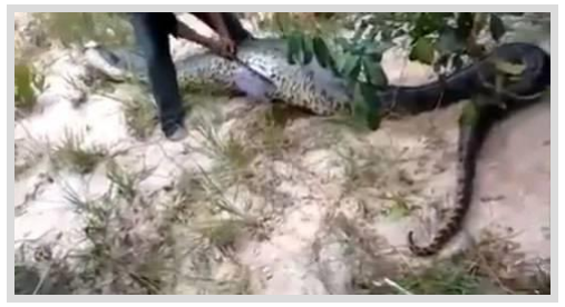 Foto - Dev Yılanı Görenler Gözlerine İnanamadı! Karnından çıkan şeye dikkat edin