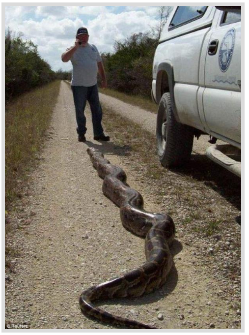 Foto - Dev Yılanı Görenler Gözlerine İnanamadı! Karnından çıkan şeye dikkat edin
