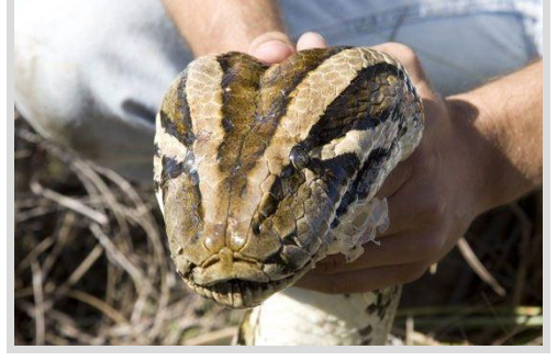 Foto - Dev Yılanı Görenler Gözlerine İnanamadı! Karnından çıkan şeye dikkat edin