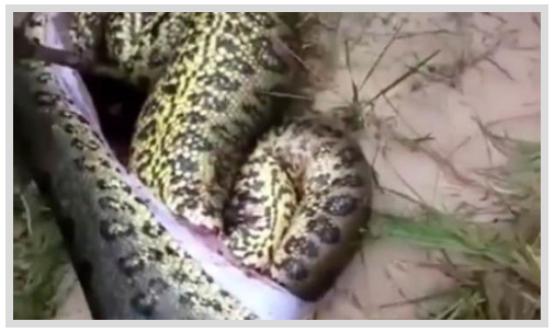 Foto - Dev Yılanı Görenler Gözlerine İnanamadı! Karnından çıkan şeye dikkat edin