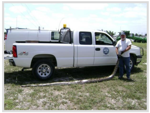 Foto - Dev Yılanı Görenler Gözlerine İnanamadı! Karnından çıkan şeye dikkat edin