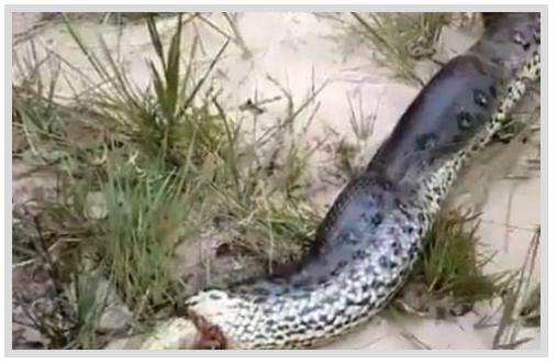 Foto - Dev Yılanı Görenler Gözlerine İnanamadı! Karnından çıkan şeye dikkat edin