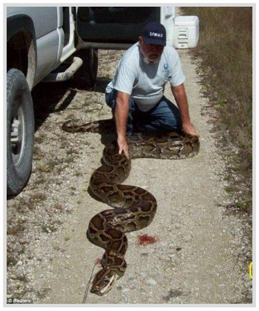 Foto - Dev Yılanı Görenler Gözlerine İnanamadı! Karnından çıkan şeye dikkat edin