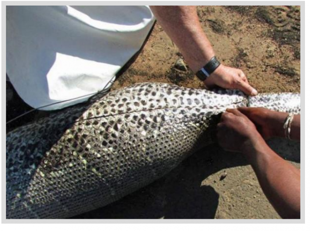 Foto - Dev Yılanı Görenler Gözlerine İnanamadı! Karnından çıkan şeye dikkat edin