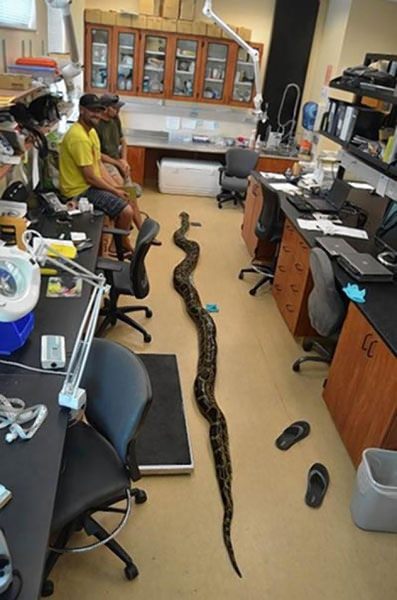 Foto - Yılanının karnından çıkan şok etti!