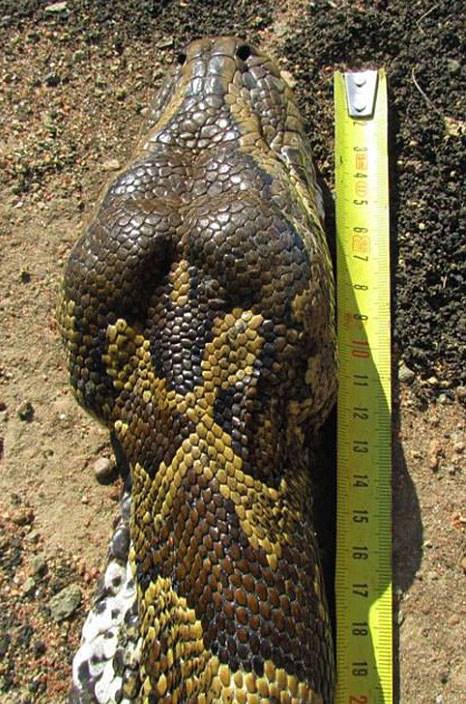 Foto - Yılanının karnından çıkan şok etti!